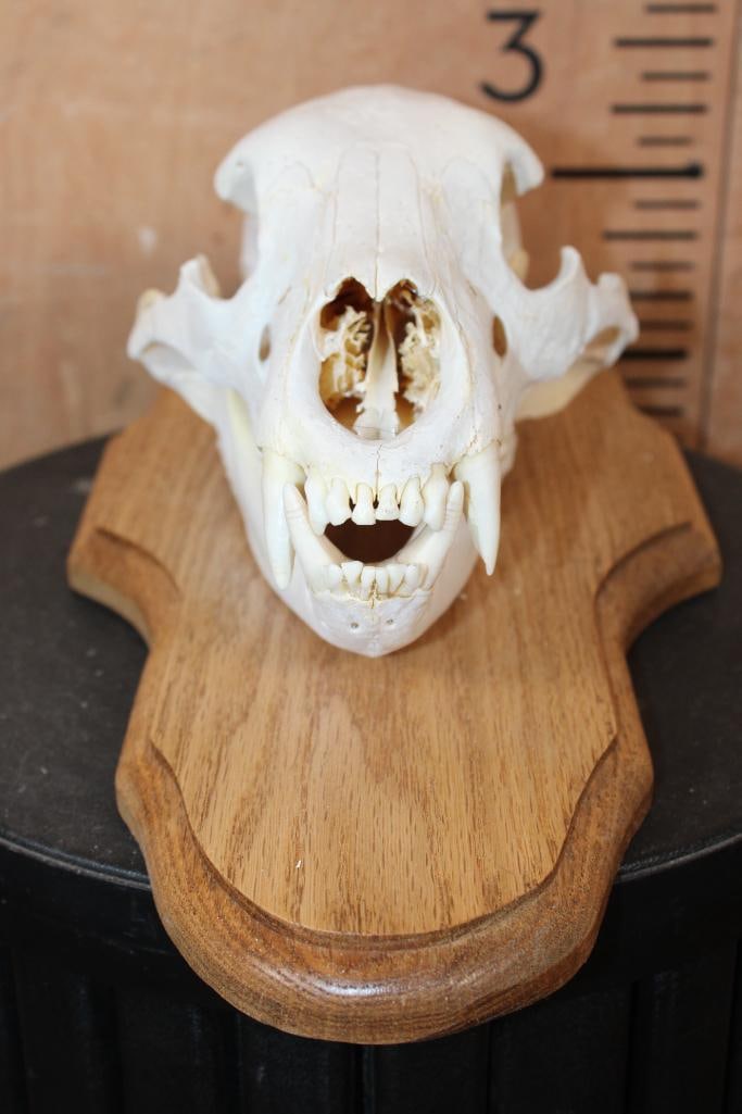 BLACK BEAR Skull on a Wood Plaque - 4