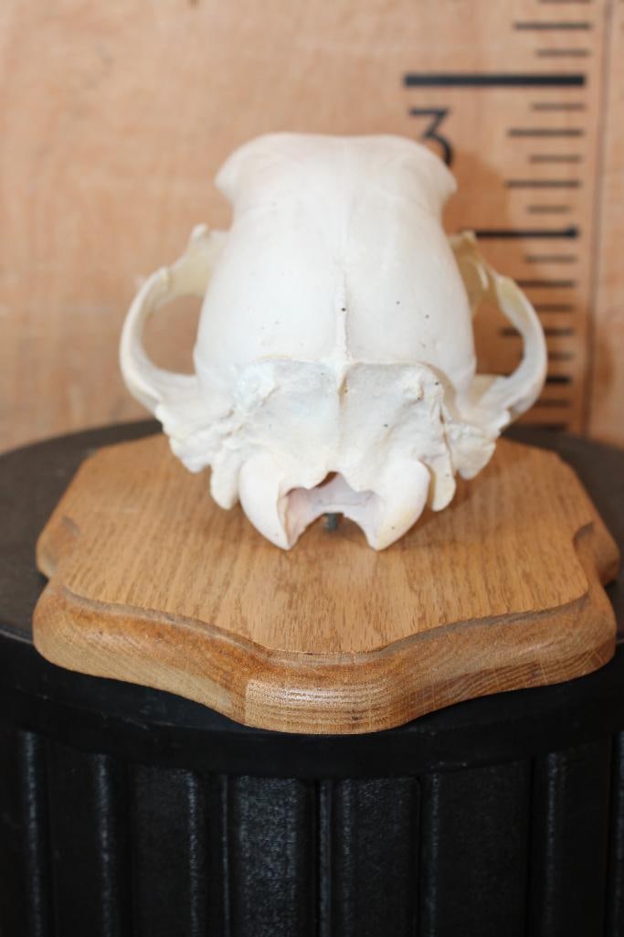 BLACK BEAR Skull on a Wood Plaque - 5