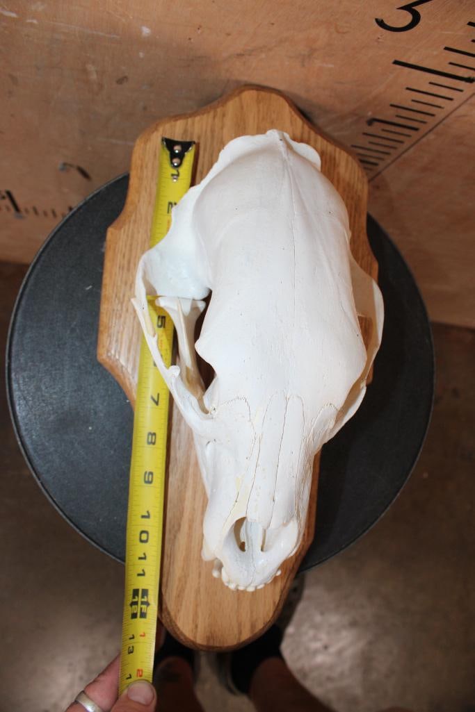 BLACK BEAR Skull on a Wood Plaque - 6