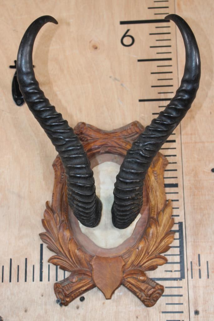 XXL SPRINGBOK Horns on a Black Forest German Style Wooden Plaque: XXL SPRINGBOK Horns on a Skull Cap. They have a 16 1/8" Spread and are mounted on a German Style Black Forest Wood Plaque. The Horns are Removable from the skull cap. TAXIDERMY 