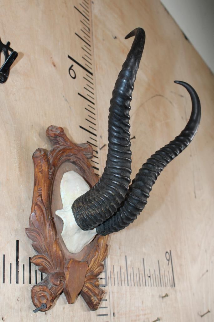 XXL SPRINGBOK Horns on a Black Forest German Style Wooden Plaque - 2