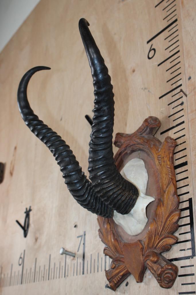 XXL SPRINGBOK Horns on a Black Forest German Style Wooden Plaque - 3