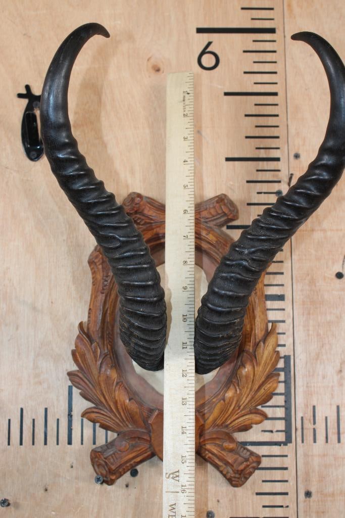 XXL SPRINGBOK Horns on a Black Forest German Style Wooden Plaque - 4