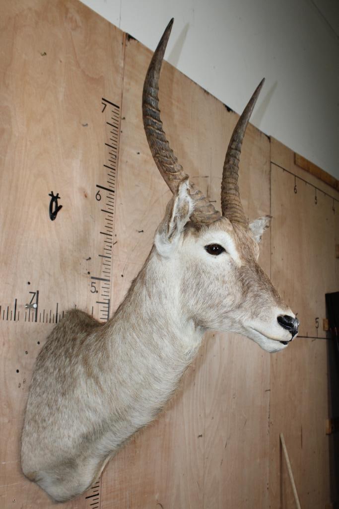 WATERBUCK Shoulder Mount - 2
