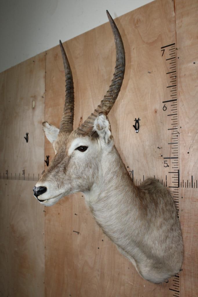 WATERBUCK Shoulder Mount - 3