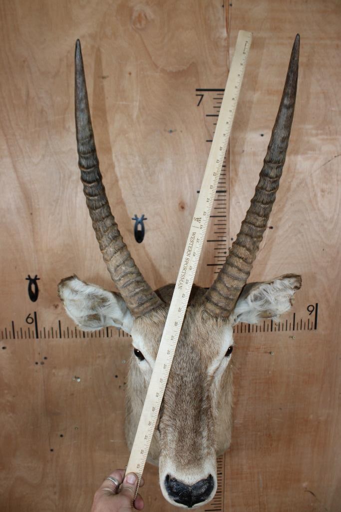 WATERBUCK Shoulder Mount - 4