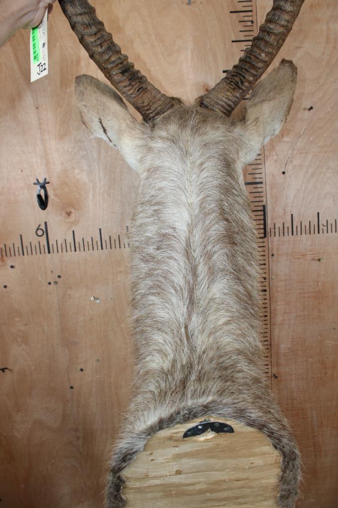 WATERBUCK Shoulder Mount - 5