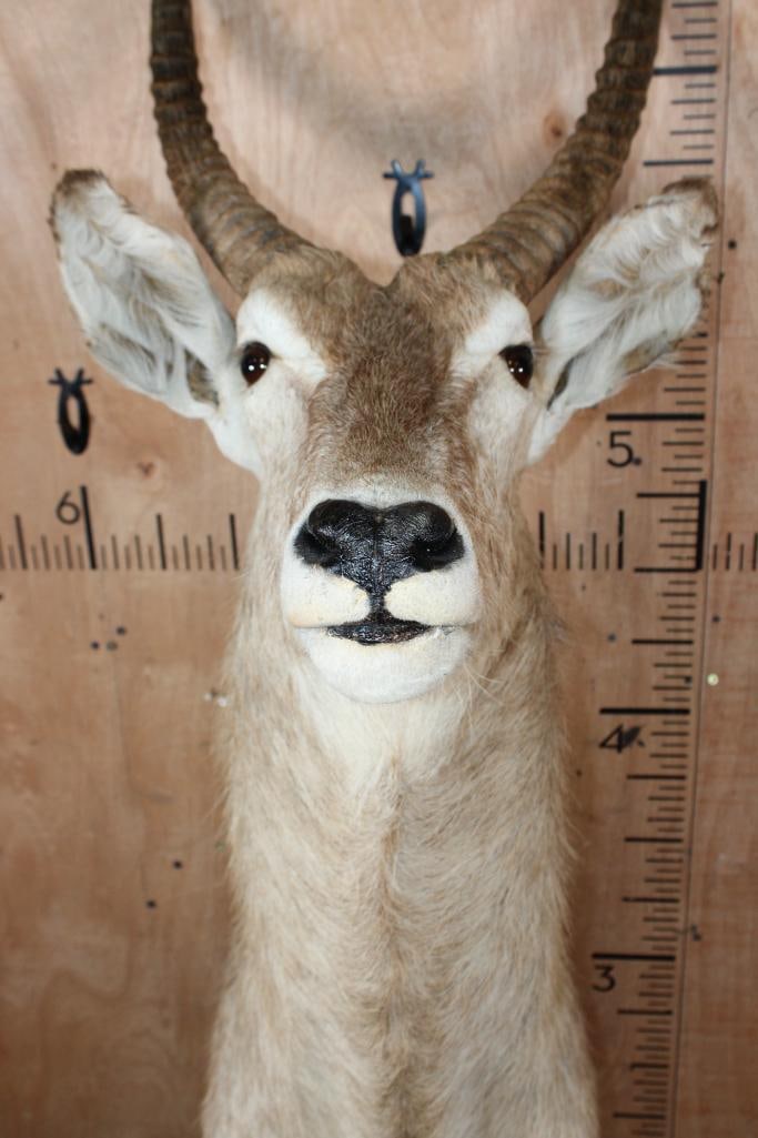 WATERBUCK Shoulder Mount - 6