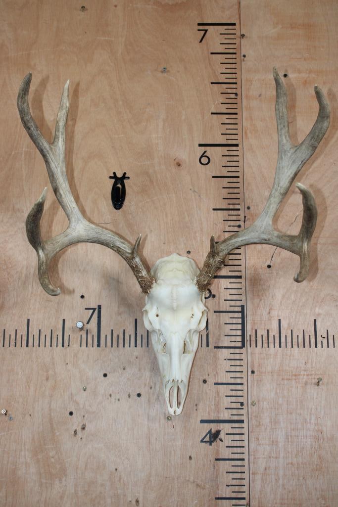 10-Point MULE DEER Skull: Very Nice 10-Point MULE DEER Skull. It has a 21.5" Spread and All its Teeth. TAXIDERMY SKULLS 