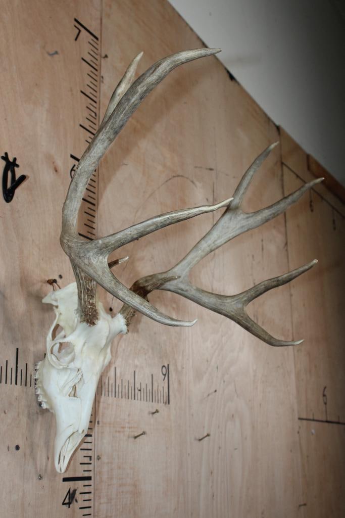 10-Point MULE DEER Skull - 2