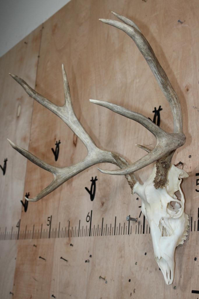 10-Point MULE DEER Skull - 3