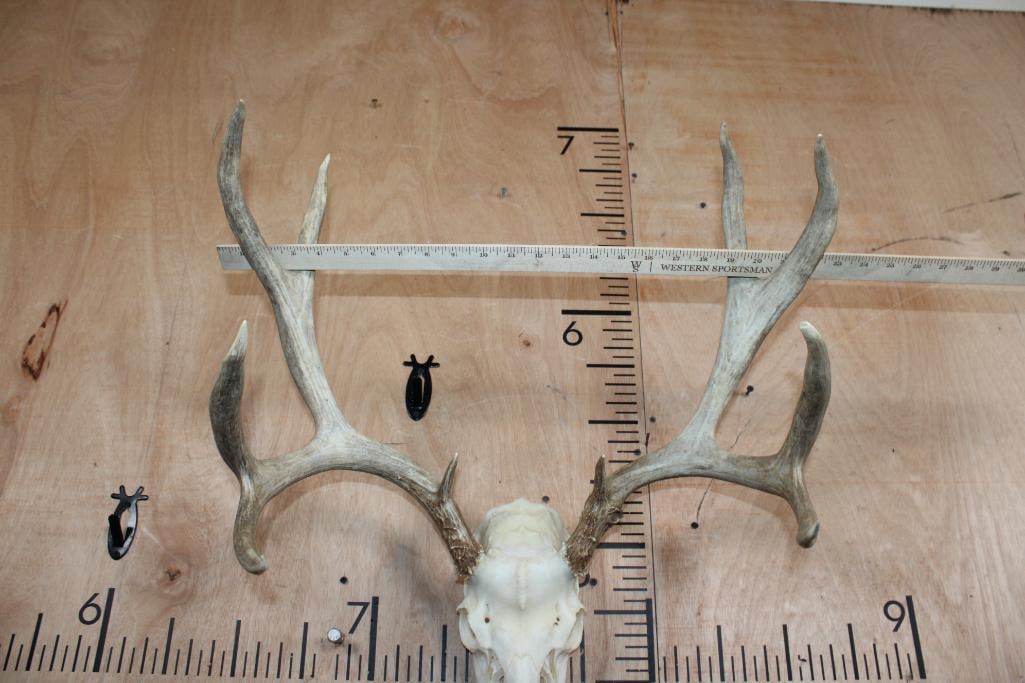 10-Point MULE DEER Skull - 4
