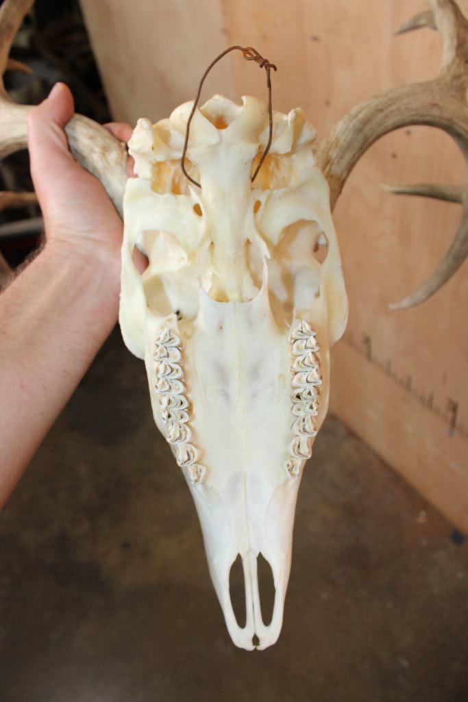 10-Point MULE DEER Skull - 5