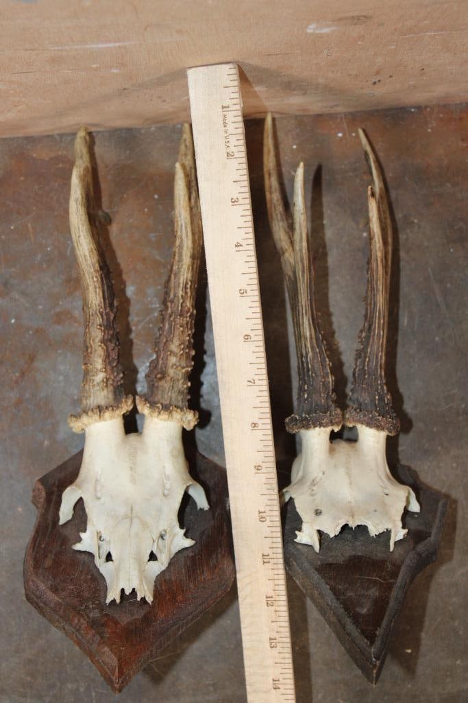(4) Euro Cut ROE DEER Skulls on Wood Plaques - 2