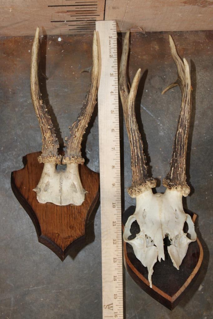 (4) Euro Cut ROE DEER Skulls on Wood Plaques - 3