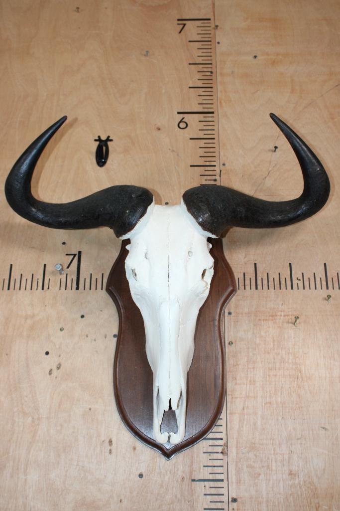 BLUE WILDEBEEST Skull: Nice BLUE WILDEBEEST Skull. It has a 26" Spread and all but 2 teeth. TAXIDERMY SKULLS 