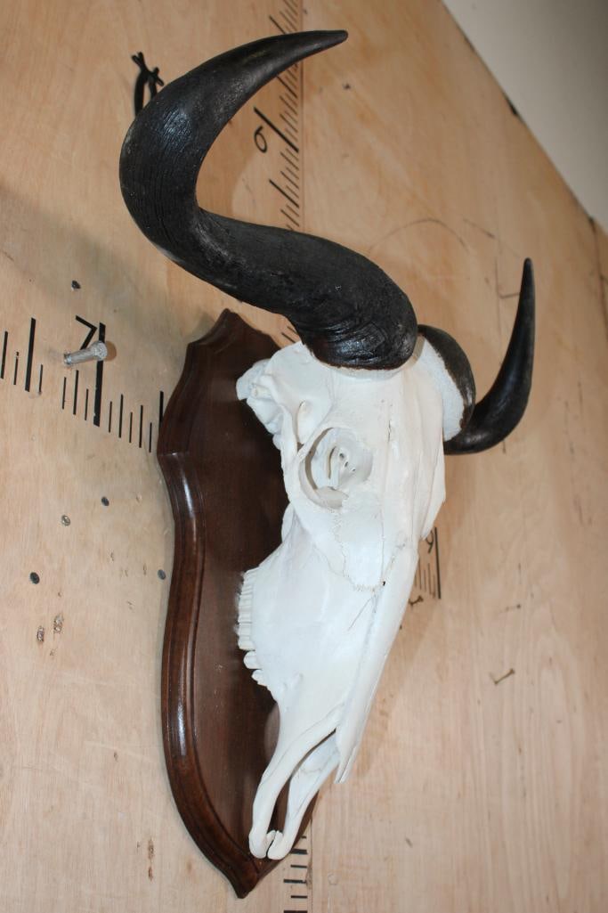 BLUE WILDEBEEST Skull - 2