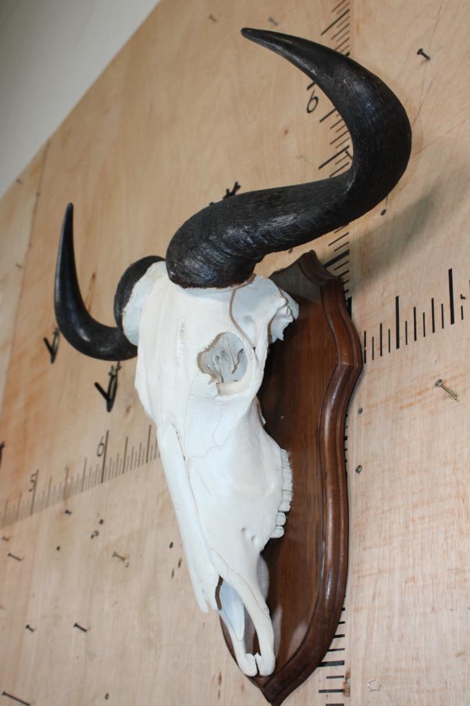 BLUE WILDEBEEST Skull - 3