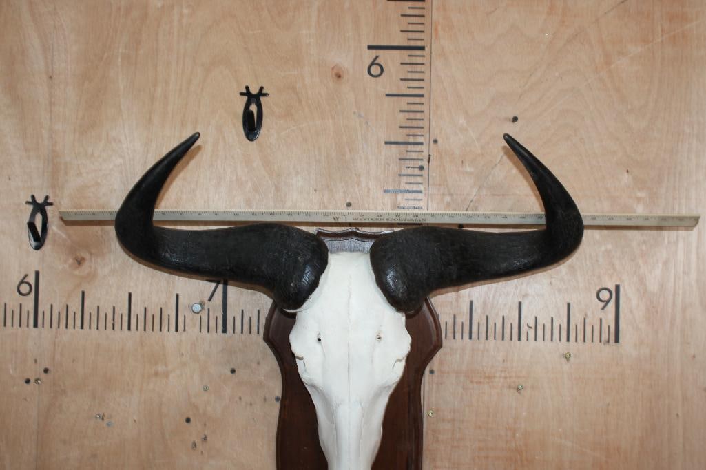 BLUE WILDEBEEST Skull - 4