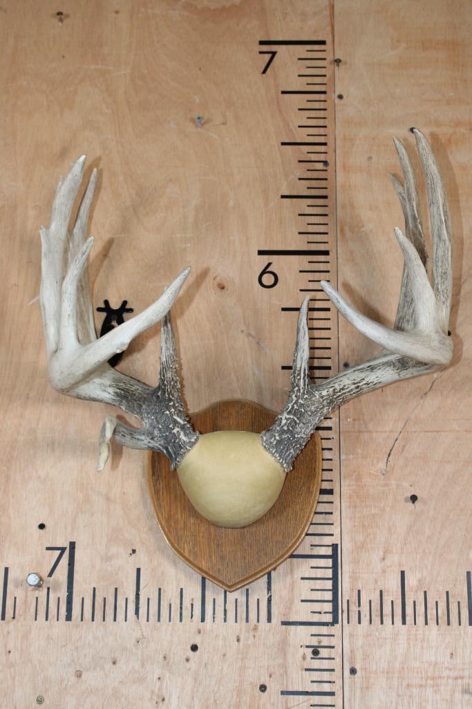 Big 13-Point WHITETAIL DEER Antler Rack on a Wood Plaque (1 of 4)