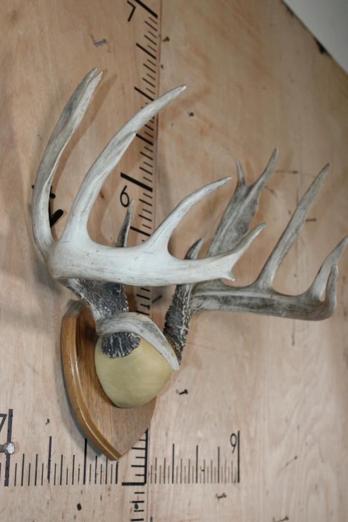 Big 13-Point WHITETAIL DEER Antler Rack on a Wood Plaque - 2