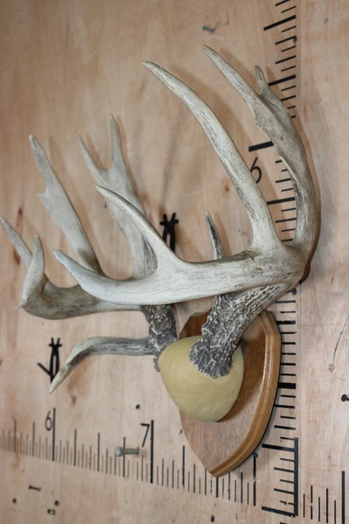 Big 13-Point WHITETAIL DEER Antler Rack on a Wood Plaque - 3