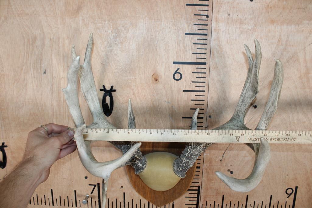 Big 13-Point WHITETAIL DEER Antler Rack on a Wood Plaque - 4