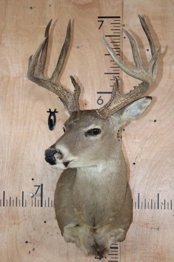 11-Point WHITETAIL DEER Shoulder Mount - 2