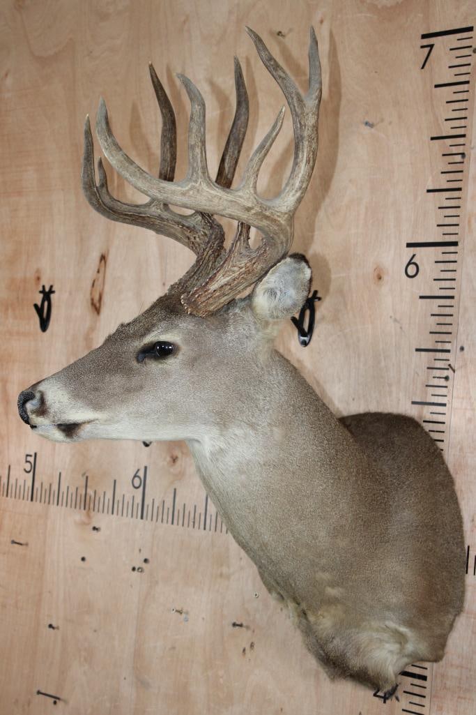 11-Point WHITETAIL DEER Shoulder Mount - 3