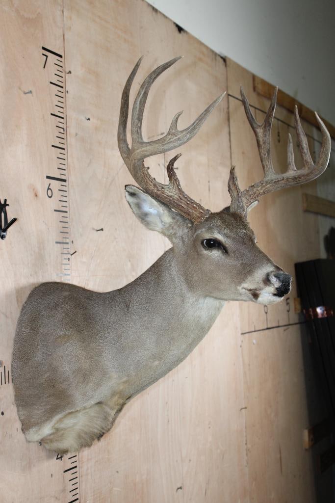 11-Point WHITETAIL DEER Shoulder Mount - 4