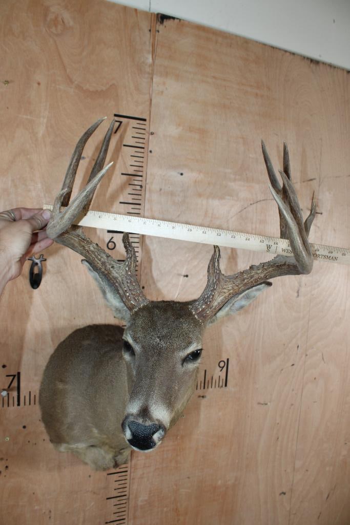 11-Point WHITETAIL DEER Shoulder Mount - 5