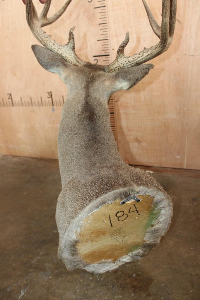 11-Point WHITETAIL DEER Shoulder Mount - 6