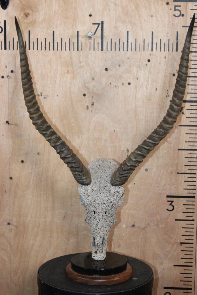 KAFUE LECHWE Skull with a "Rock Spray" Texture Finish Mounted on a Table Pedestal: Nice KAFUE LECHWE Skull with a "Rock Spray" Texture Finish. It is mounted on a Black Marble and Walnut Wood Table Pedestal. The Total Mount measures 28" Tall x 20" Wide x 10" Depth. The Kafue Lechwe