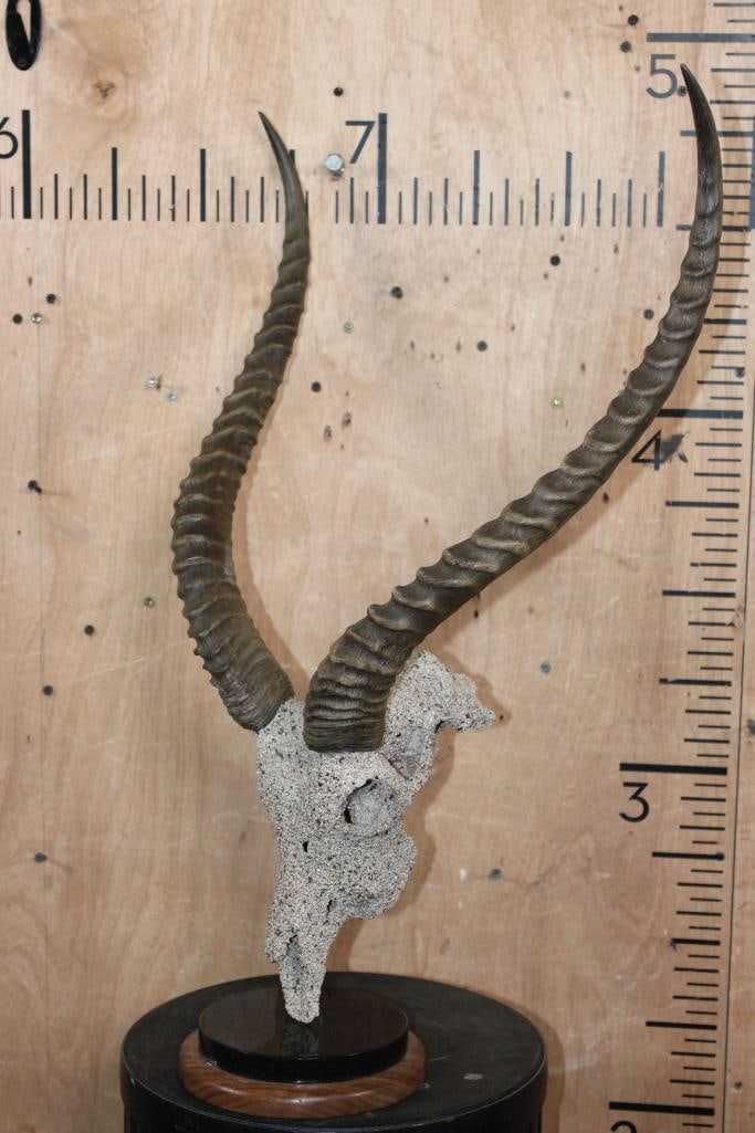 KAFUE LECHWE Skull with a "Rock Spray" Texture Finish Mounted on a Table Pedestal - 2