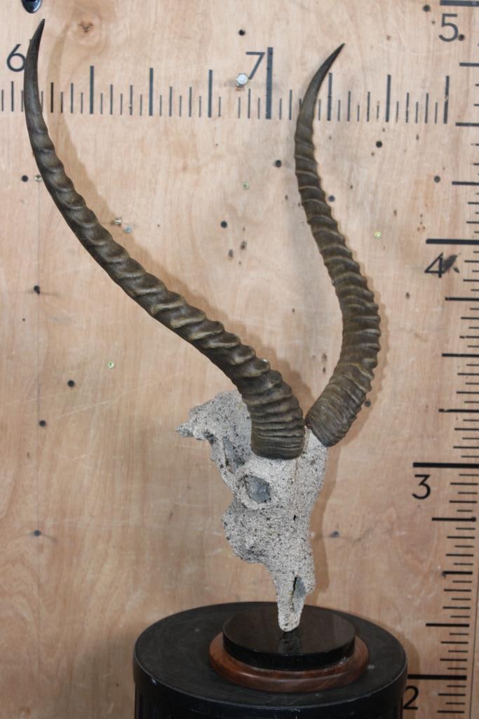 KAFUE LECHWE Skull with a "Rock Spray" Texture Finish Mounted on a Table Pedestal - 3