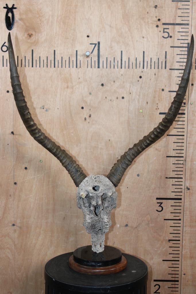 KAFUE LECHWE Skull with a "Rock Spray" Texture Finish Mounted on a Table Pedestal - 4