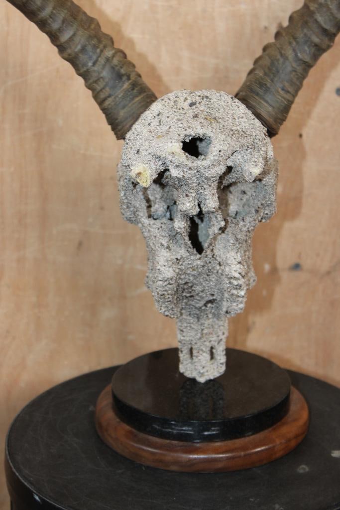 KAFUE LECHWE Skull with a "Rock Spray" Texture Finish Mounted on a Table Pedestal - 5