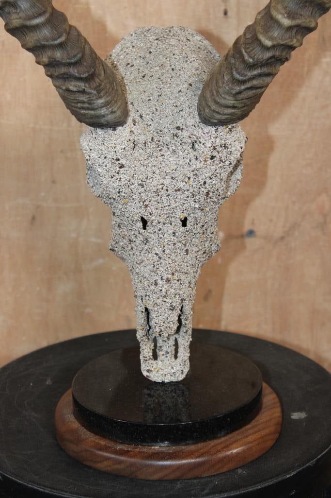 KAFUE LECHWE Skull with a "Rock Spray" Texture Finish Mounted on a Table Pedestal - 6