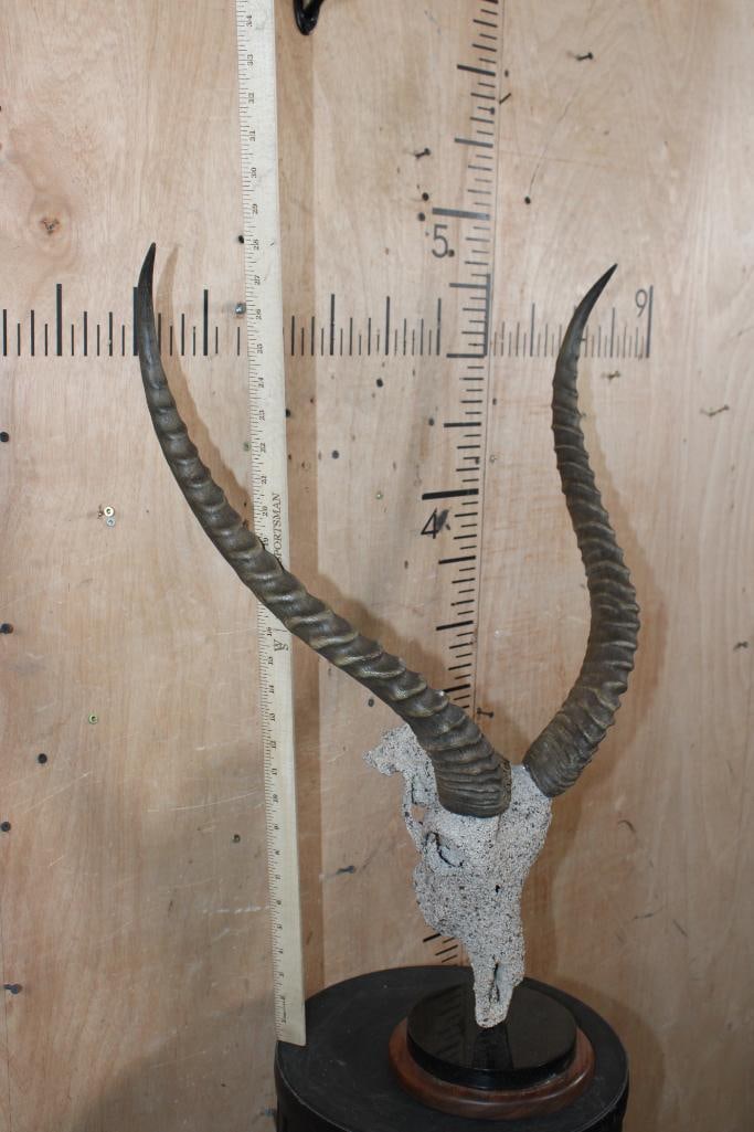 KAFUE LECHWE Skull with a "Rock Spray" Texture Finish Mounted on a Table Pedestal - 7