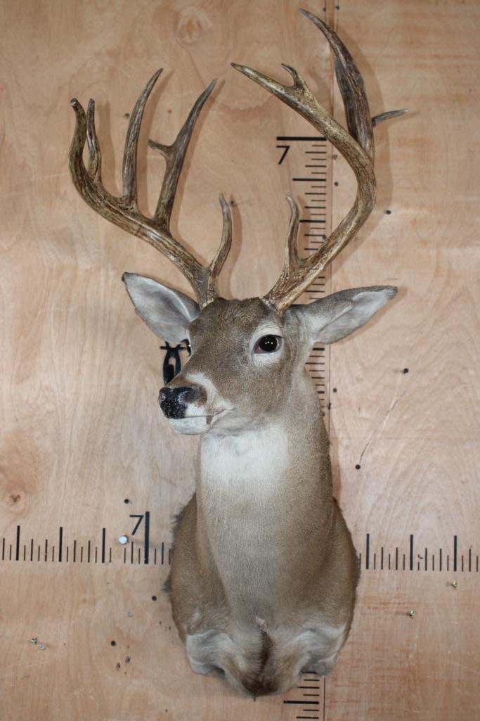 12-Point WHITETAIL DEER Shoulder Mount - 2