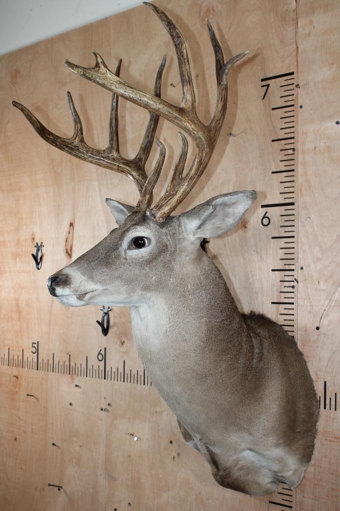 12-Point WHITETAIL DEER Shoulder Mount - 3