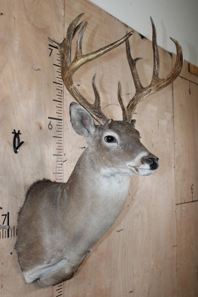 12-Point WHITETAIL DEER Shoulder Mount - 4