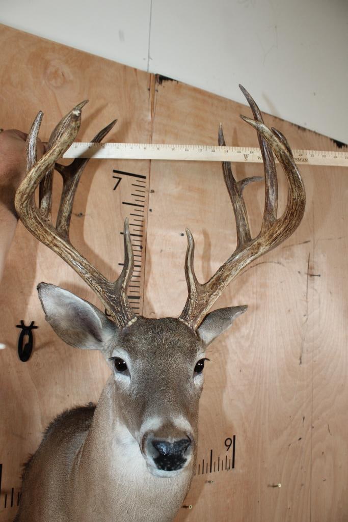 12-Point WHITETAIL DEER Shoulder Mount - 5