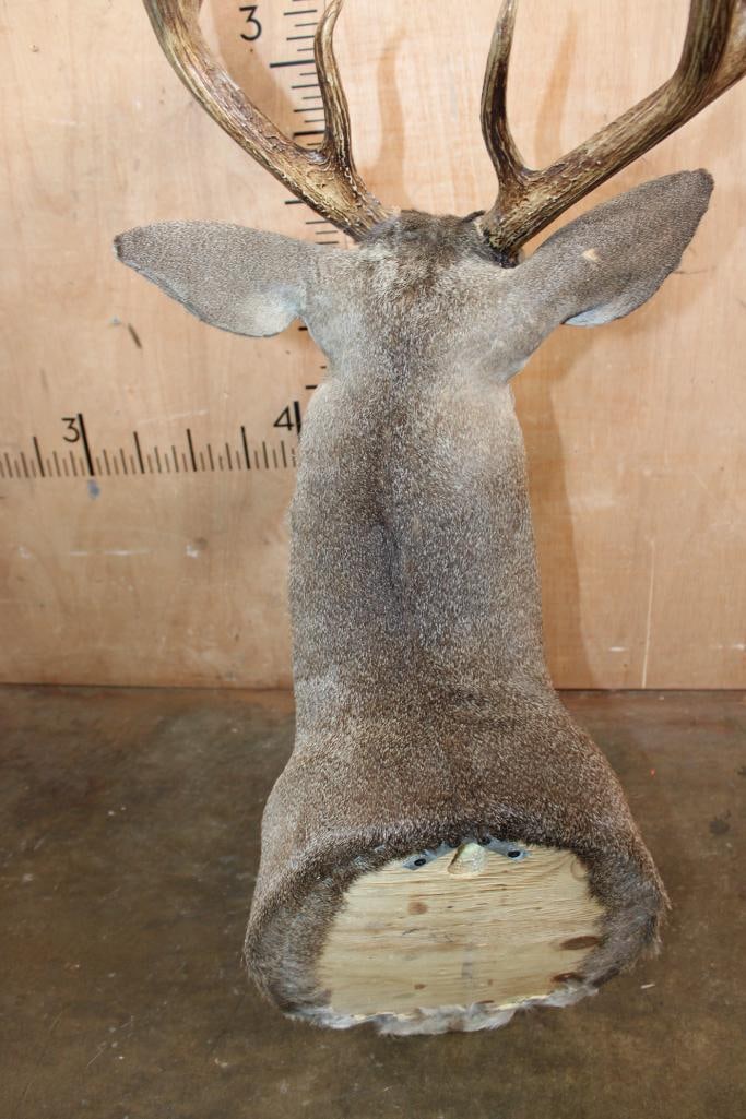 12-Point WHITETAIL DEER Shoulder Mount - 6