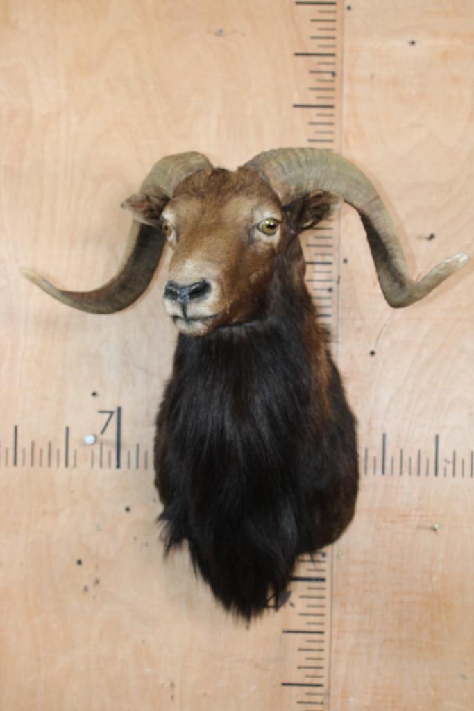 CORSICAN SHEEP Ram Shoulder Mount - 2