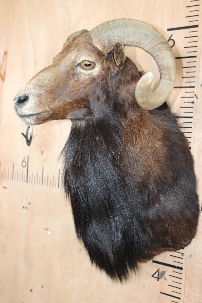 CORSICAN SHEEP Ram Shoulder Mount - 3