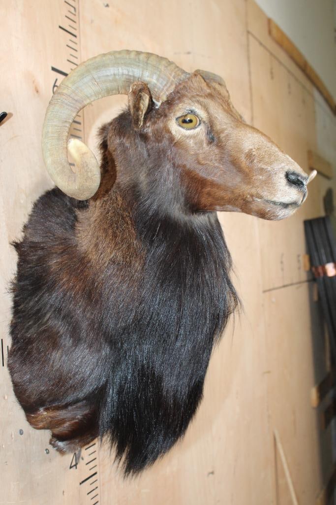 CORSICAN SHEEP Ram Shoulder Mount - 4