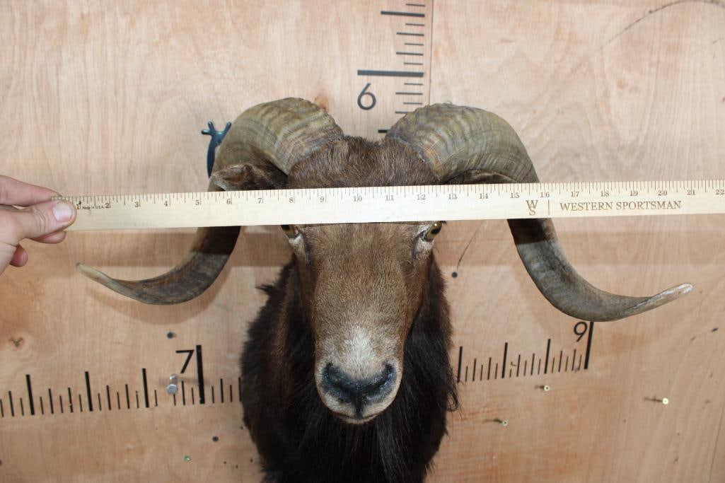 CORSICAN SHEEP Ram Shoulder Mount - 5