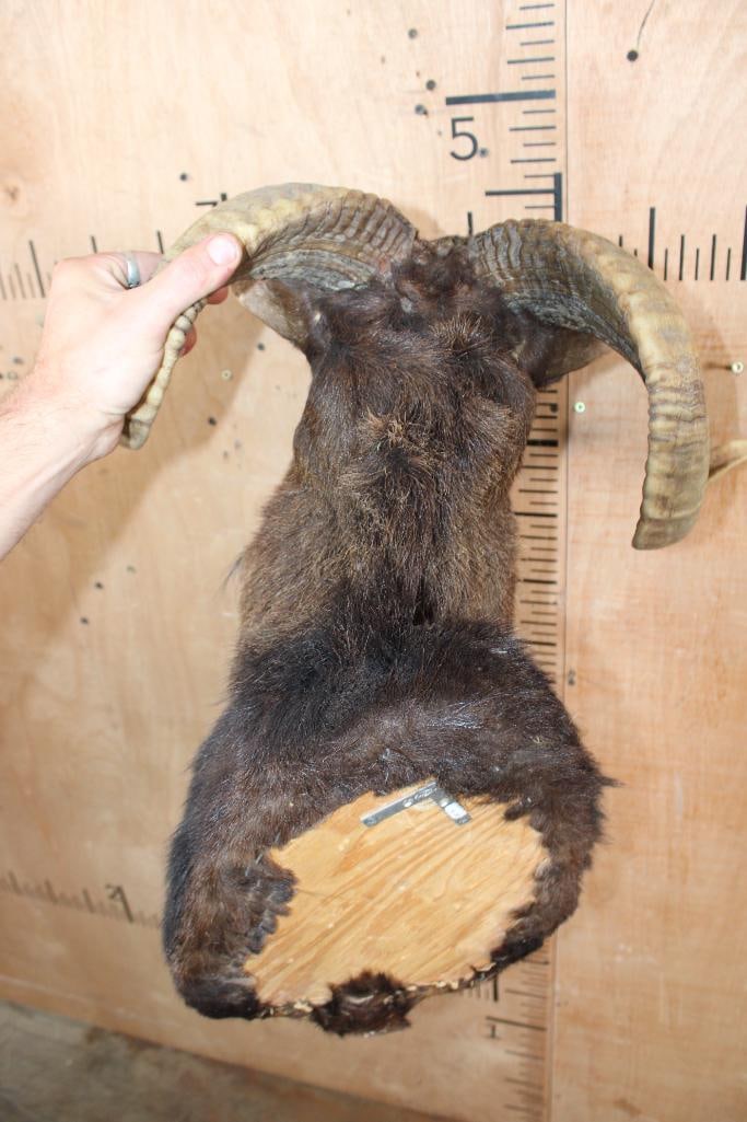 CORSICAN SHEEP Ram Shoulder Mount - 6