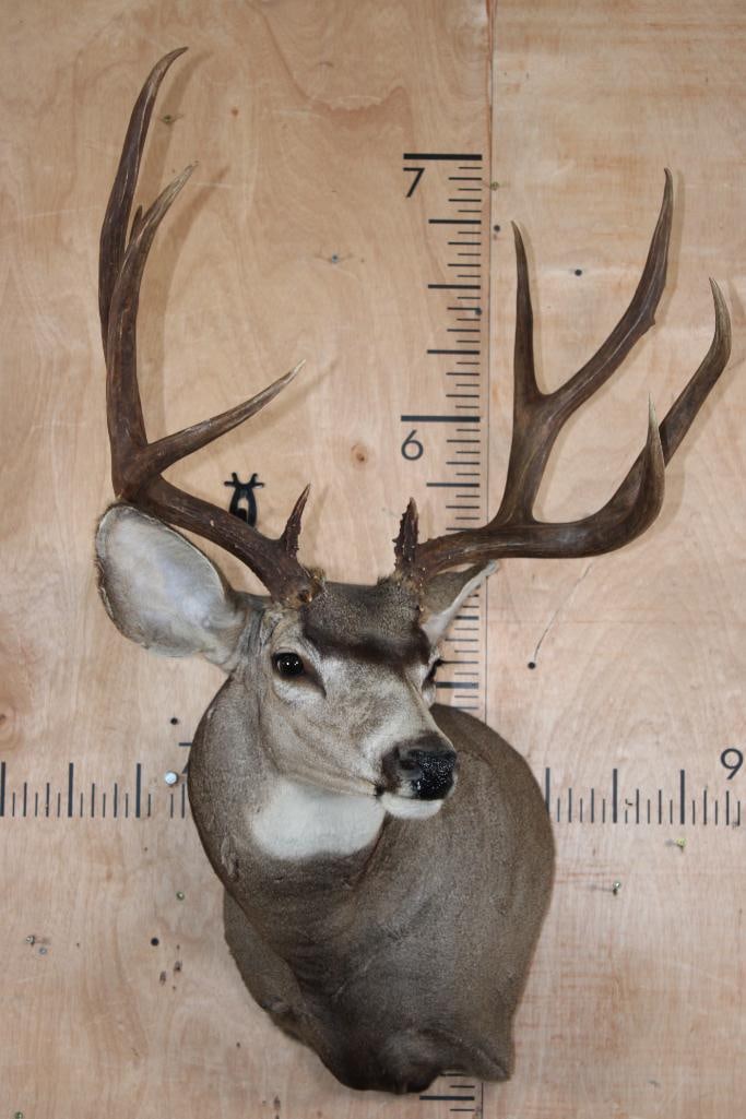 10-Point MULE DEER Wall Pedestal Mount - 2